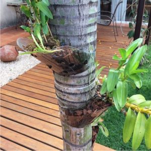 suporte para orquídeas