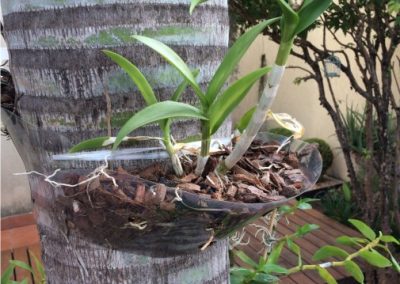 Orquídeas plantadas com suporte para orquídeas Flóris