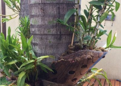Orquídeas plantadas com suporte para orquídeas Flóris